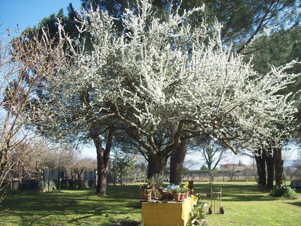 Campo Alle Monache